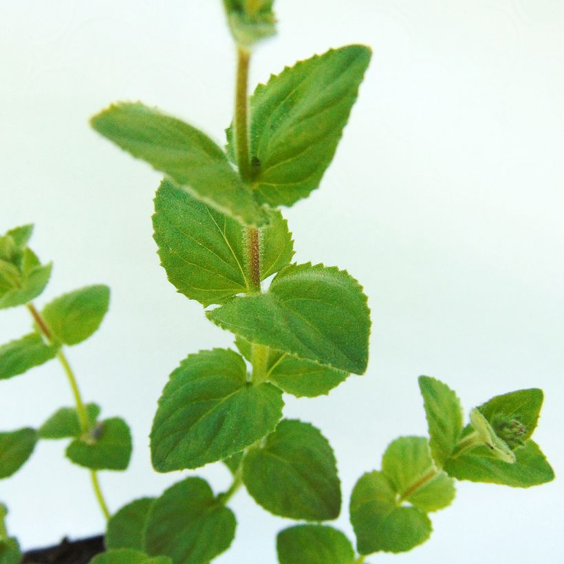 Diascia fetcaniensis - Diascie rose vif (Foliage)