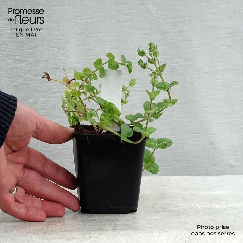 Example of Diascia fetcaniensis - Diascie rose vif Godet de 8/9 cm as you get in printemps