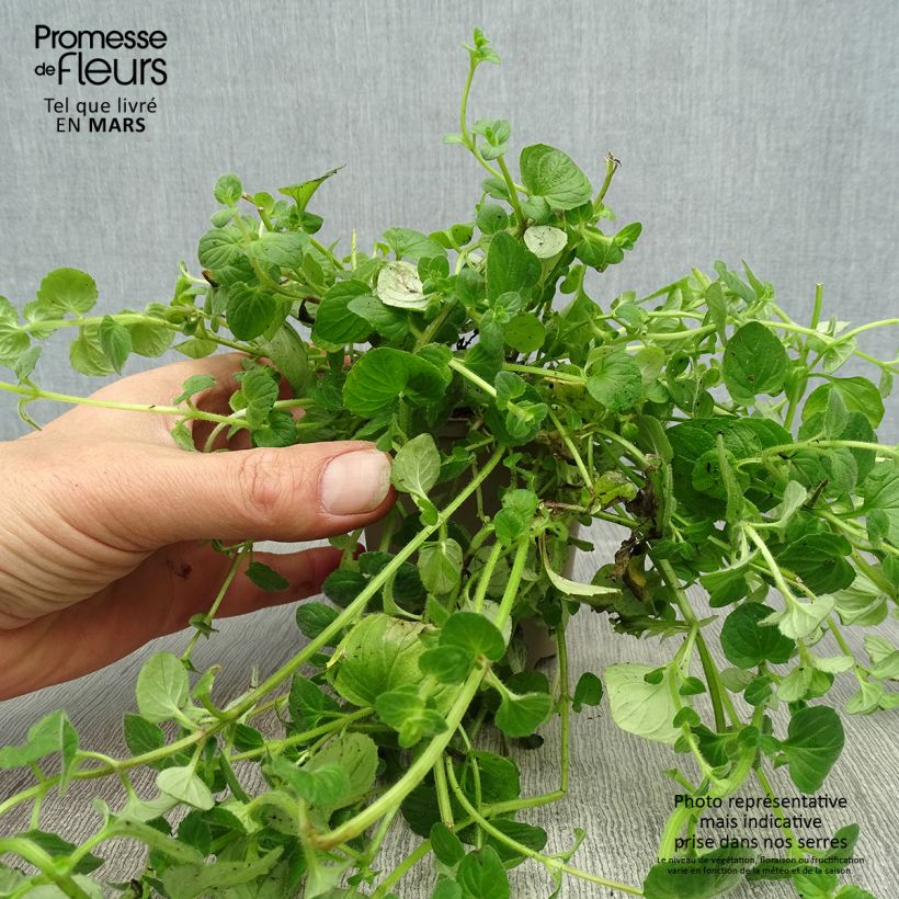 Spécimen de Diascia vigilis Godet de 8/9 cm tel que livré au printemps