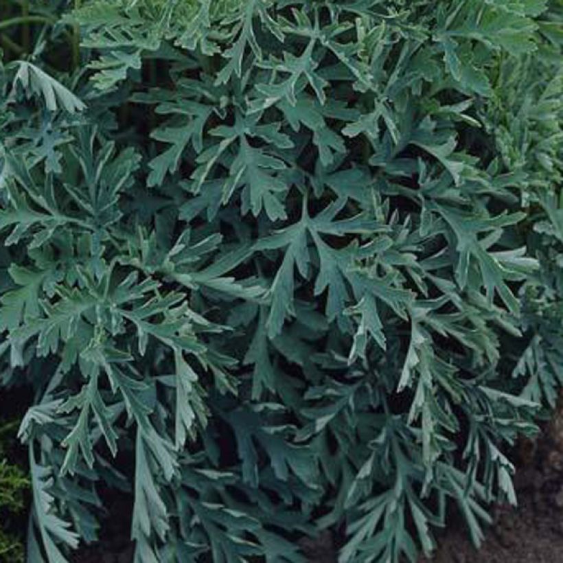 Coeur de Marie - Dicentra formosa Aurora (Foliage)