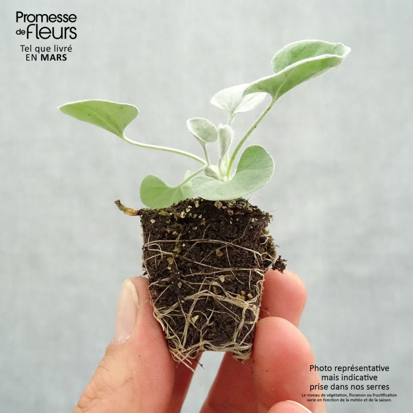 Example of Dichondra Silver Falls   Mini-motte Ø 3/4 cm, Plant vert de 5 cm de haut as you get in printemps