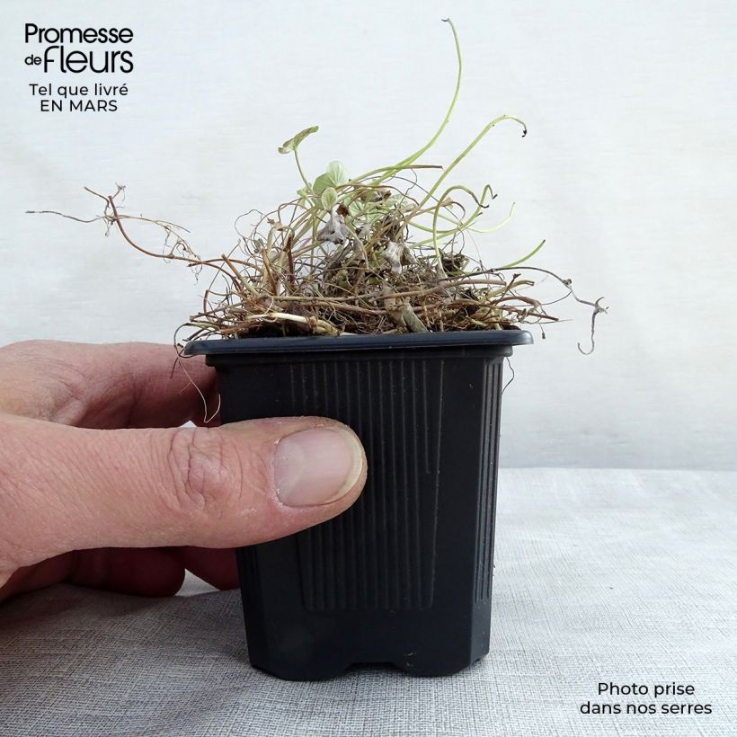 Example of Dichondra repens - Dichondra rampant Godet de 8/9 cm as you get in printemps