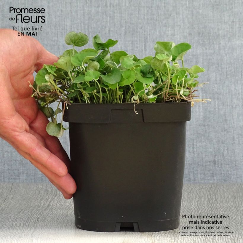 Example of Dichondra repens - Dichondra rampant Pot de 2L/3L as you get in printemps