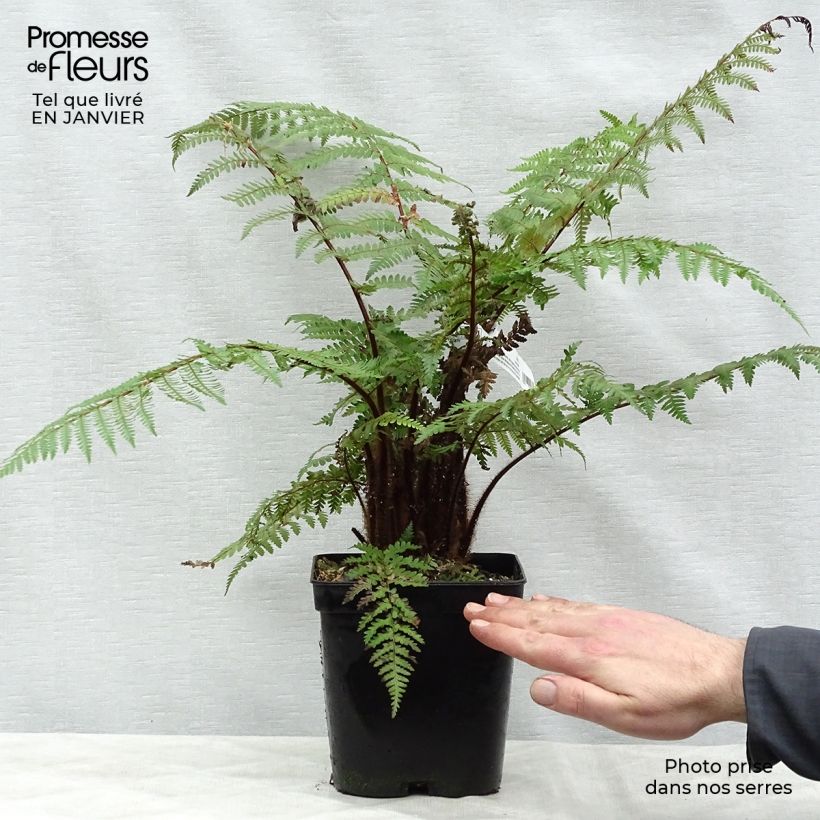 Example of Dicksonia squarrosa - Fougère arborescente  Pot de 3L/4L as you get in hiver