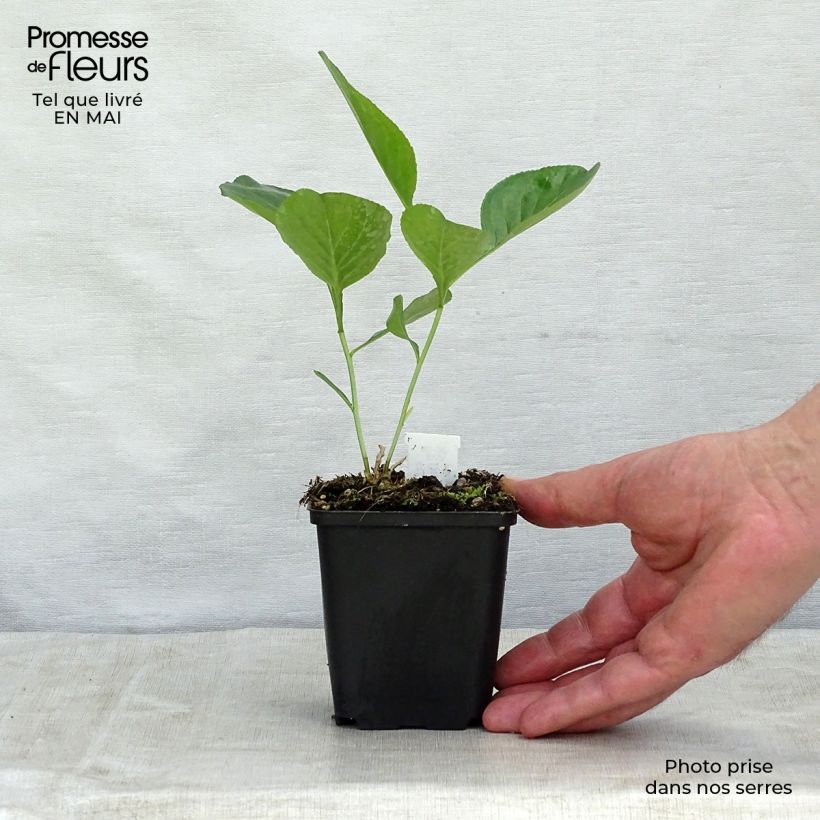 Spécimen de Dictamnus albus - Fraxinelle Godet de 8/9 cm tel que livré au printemps