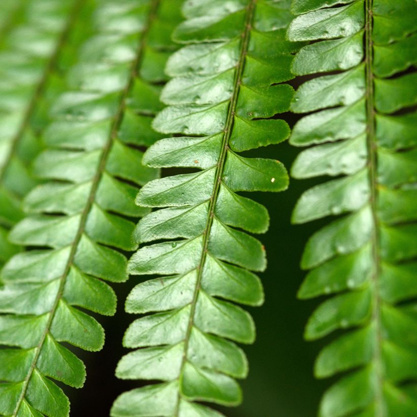 Didymochlaena truncatula - Fougère arborescente à frondes tronquées (Feuillage)