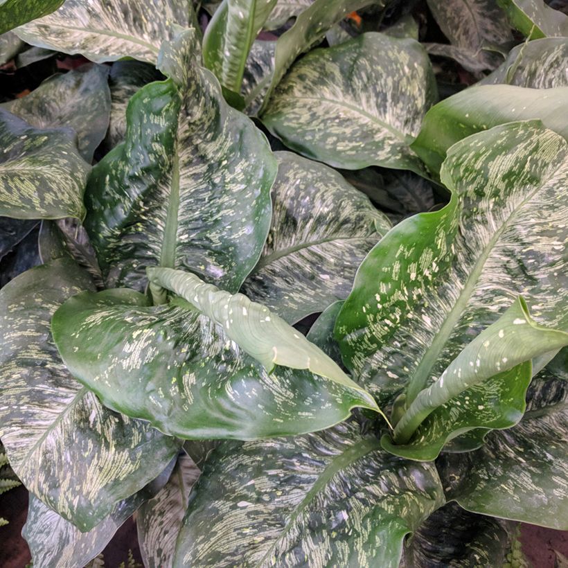Dieffenbachia Tropic Snow (Feuillage)