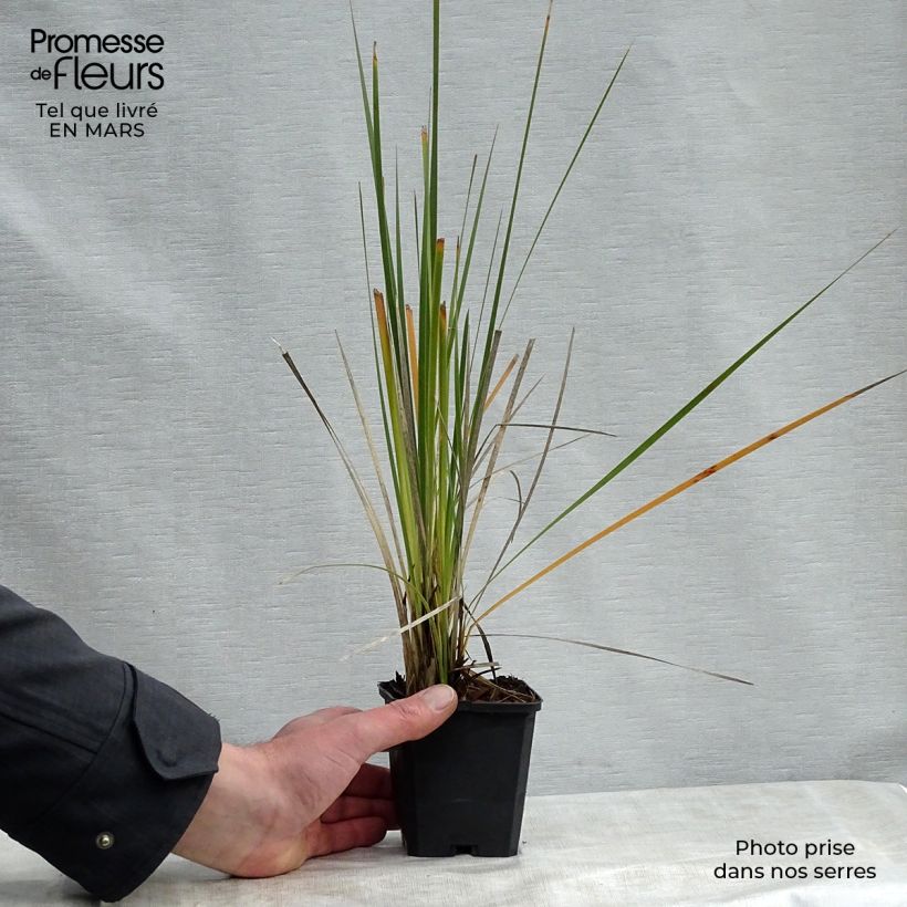 Example of Dierama Alba - Canne à pêche des anges Godet de 8/9 cm as you get in printemps