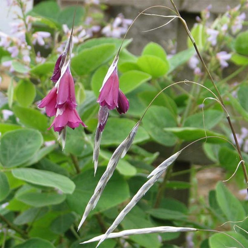 Canne à pêche des anges - Dierama Blackbird (Flowering)