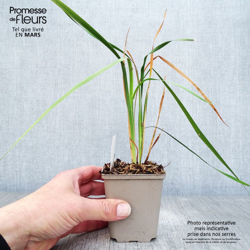 Example of Dierama Dark Cerise - Canne à pêche des anges Godet de 8/9 cm as you get in printemps