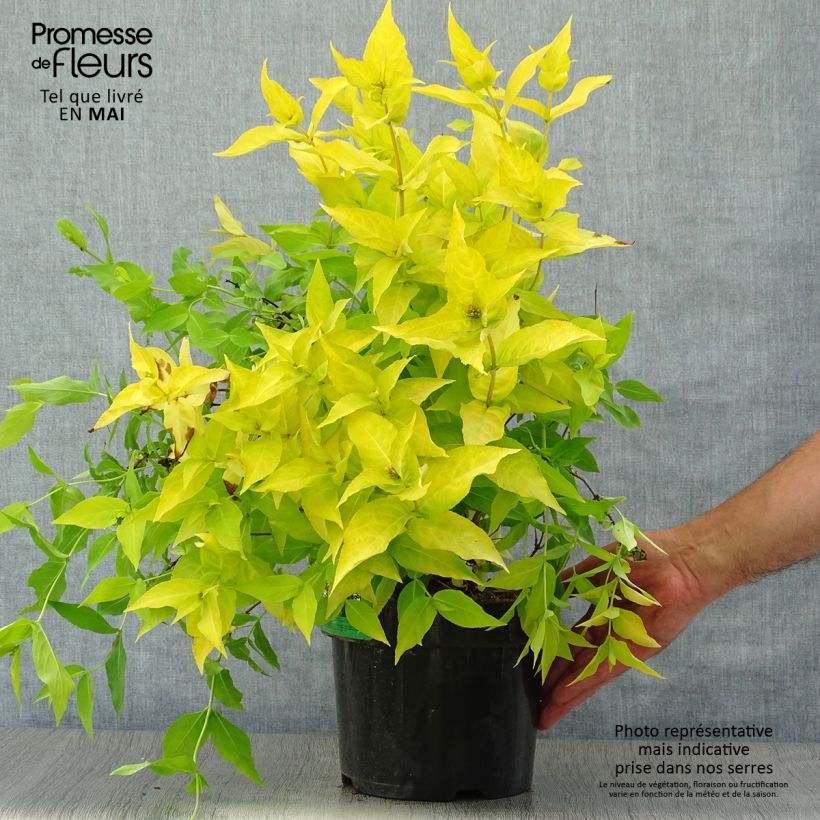 Spécimen de Diervilla rivularis Honeybee Pot de 2L/3L tel que livré au printemps