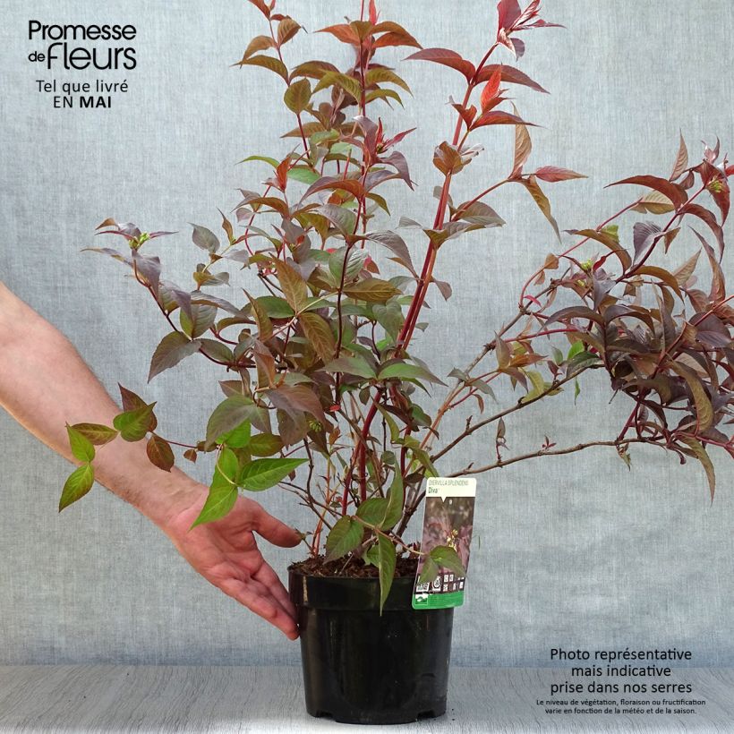 Spécimen de Diervilla splendens Diva - Diervillé Pot de 3L/4L tel que livré au printemps