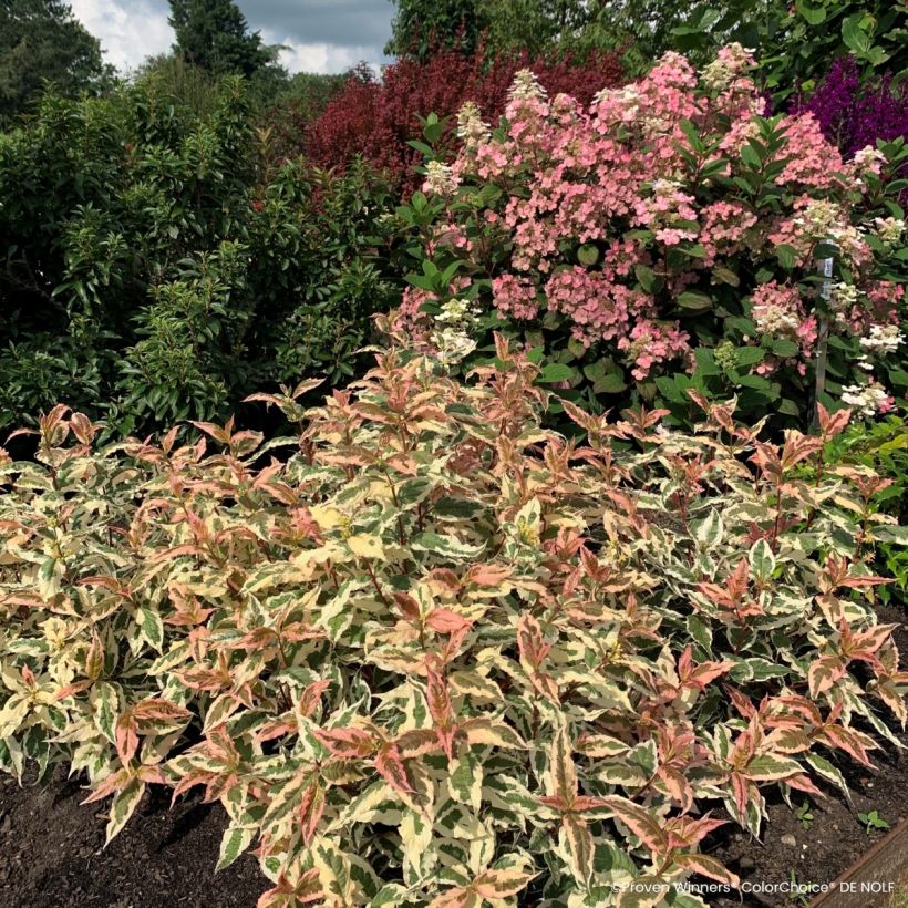 Diervilla Kodiak Mixx (Plant habit)