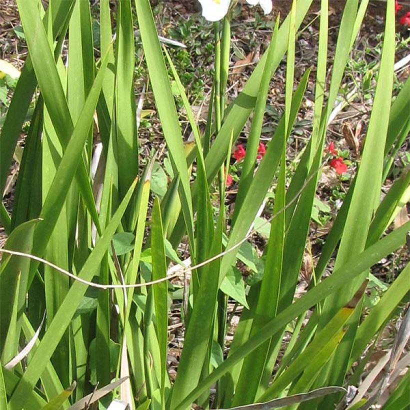 Dietes Grandiflora - Iris des Fées (Foliage)
