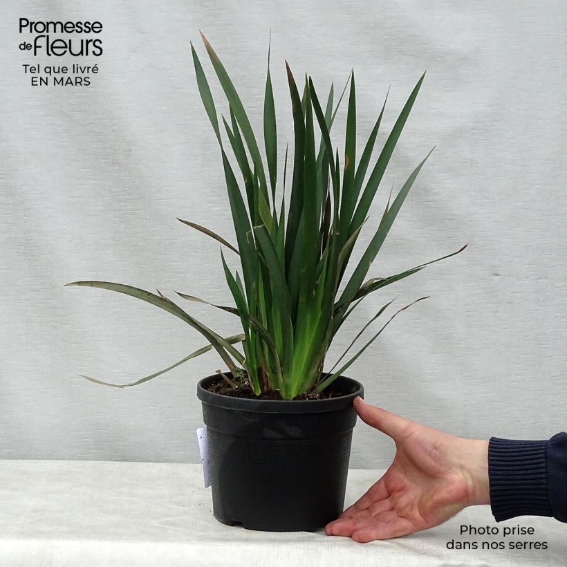 Example of Dietes Grandiflora - Iris des Fées Pot de 2L/3L as you get in printemps