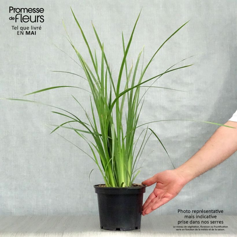 Spécimen de Dietes bicolor - Iris espagnol Pot de 2L/3L tel que livré au printemps