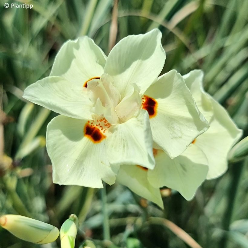 Dietes bicolor Milky Way - Iris espagnol (Floraison)