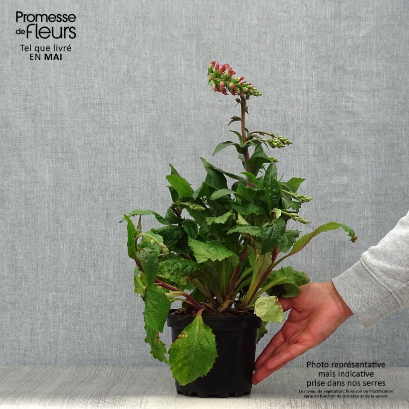 Spécimen de Digiplexis Berry Canary - Digitalis hybride Pot de 3L/4L tel que livré au printemps