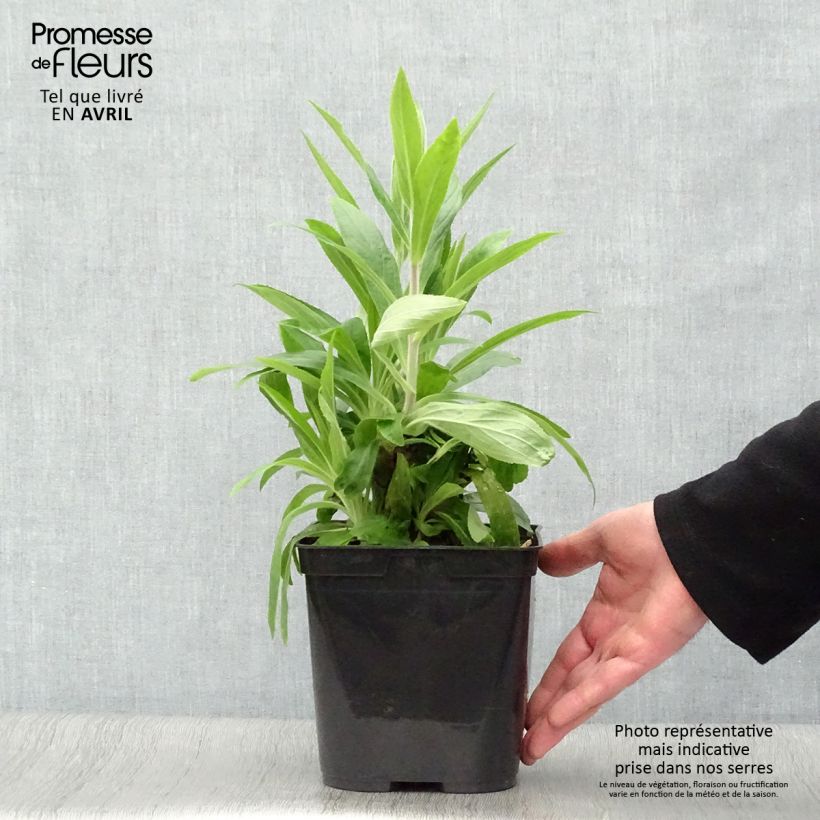 Spécimen de Digiplexis Firecracker - Digitale hybride Pot de 2L/3L tel que livré au printemps