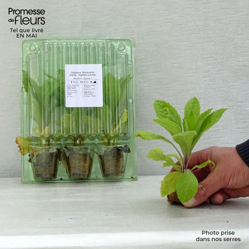 Spécimen de Digiplexis Illumination Flame - Digitalis hybride Mini-motte Ø 3/4 cm, Jeune plant d'environ 5 cm de haut tel que livré au printemps