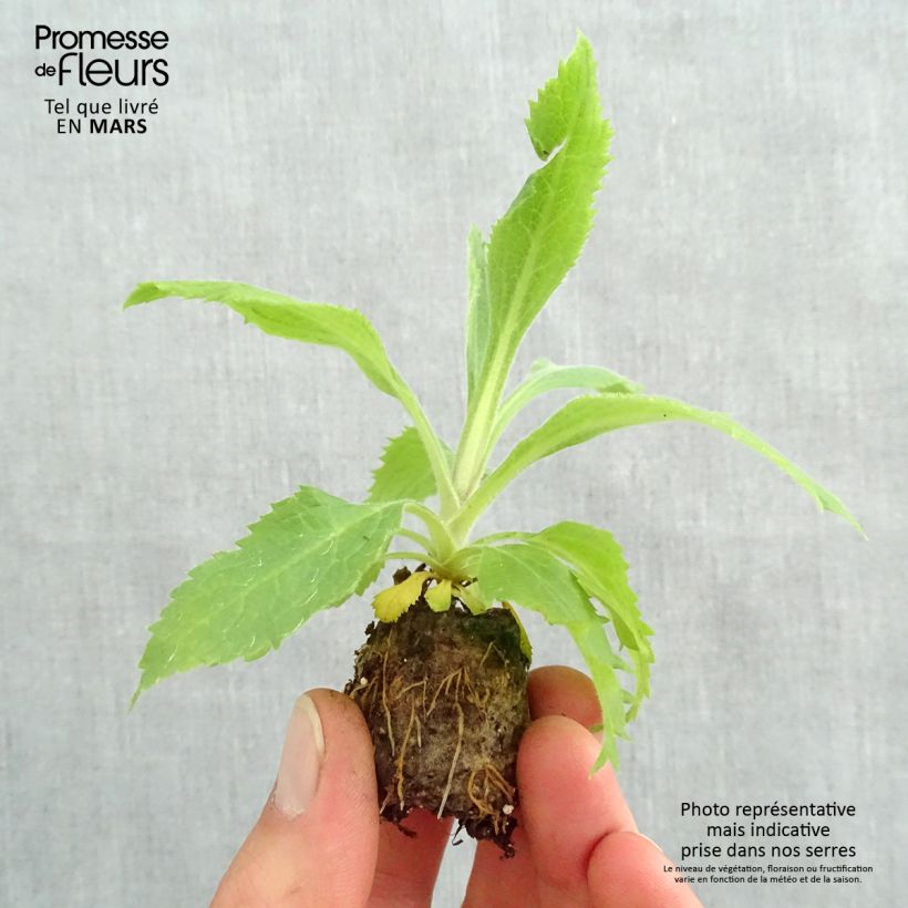 Spécimen de Digiplexis Illumination Raspberry - Digitalis hybride  Mini-motte Ø 3/4 cm, Jeune plant d'environ 5 cm de haut tel que livré au printemps