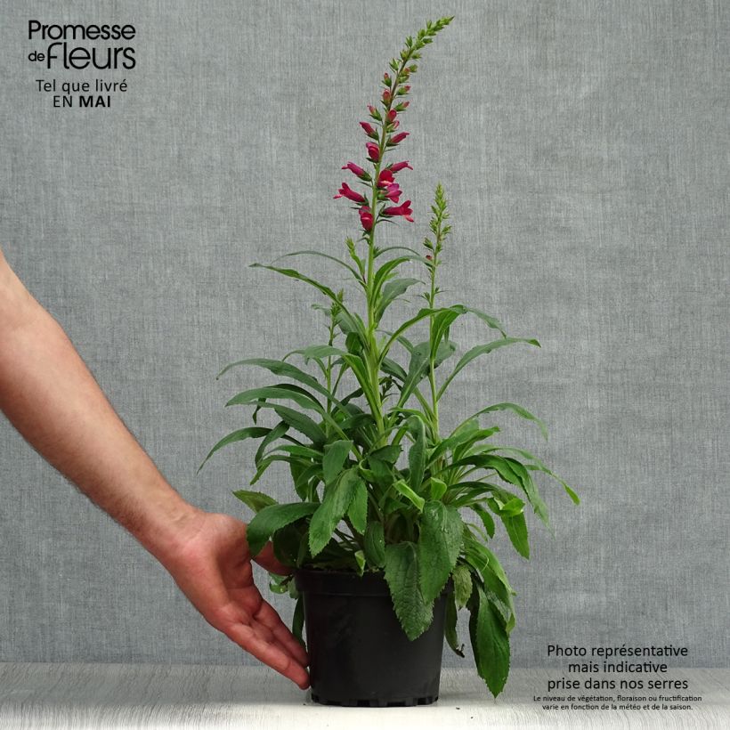 Spécimen de Digiplexis Illumination Raspberry - Digitalis hybride  Pot de 2L/3L tel que livré au printemps
