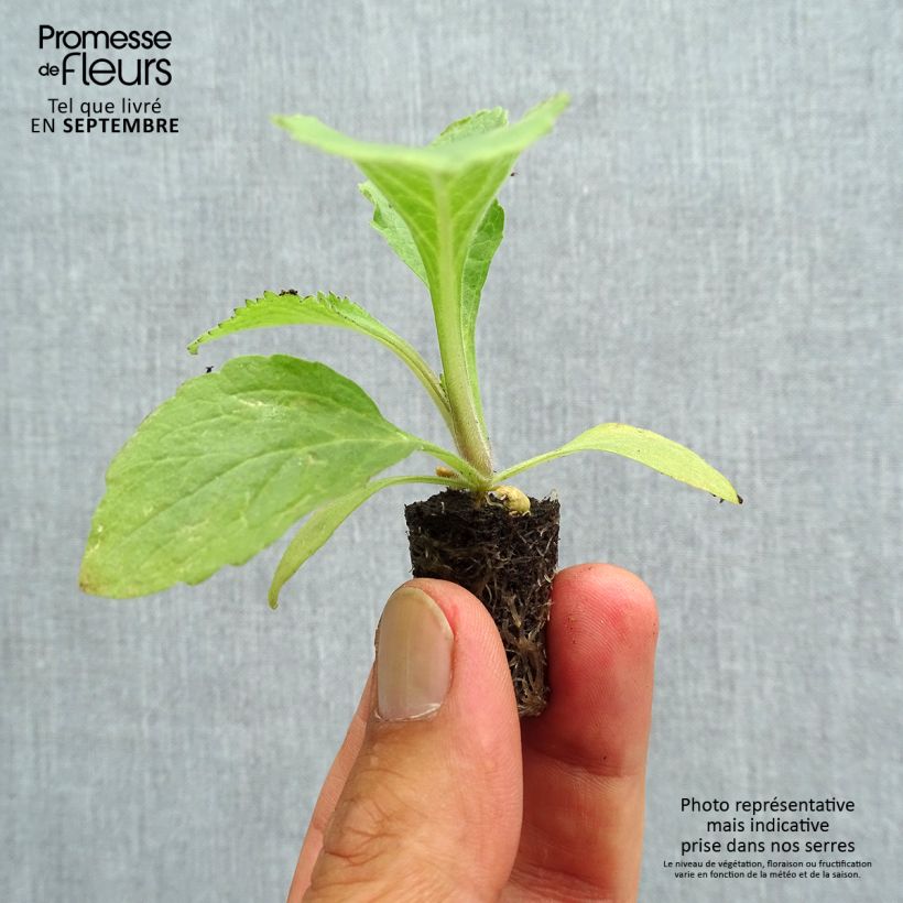 Spécimen de Digitale - Digitalis Dalmatian en mélange  Mini-motte Ø 1,5/2,5 cm, Plant vert de 3 à 5 cm de haut environ tel que livré en automne