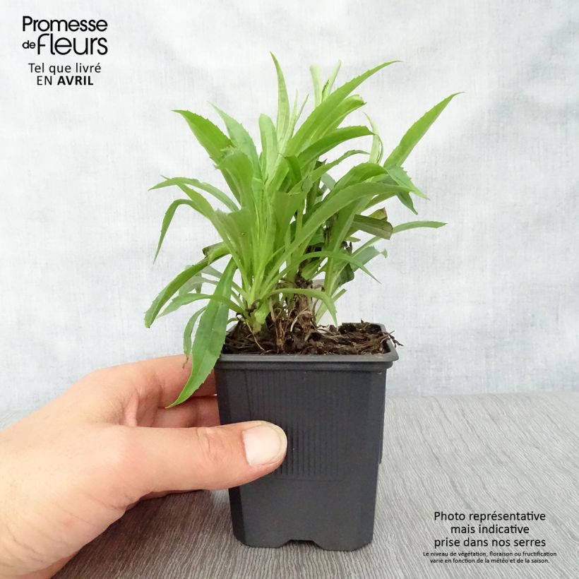 Spécimen de Digitale - Digitalis hybride Goldcrest Godet de 8/9 cm tel que livré au printemps