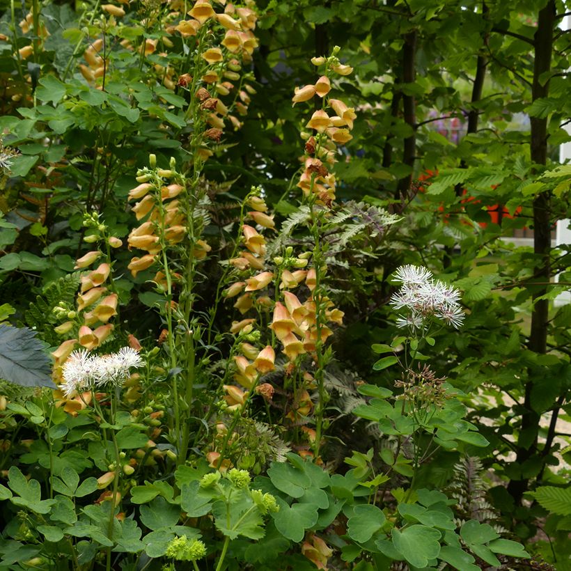 Digitale - Digitalis hybride Goldcrest (Port)