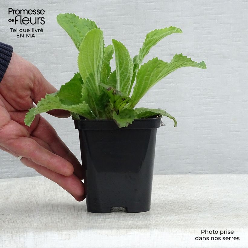 Spécimen de Digitale, Digitalis mertonensis Godet de 8/9 cm tel que livré au printemps