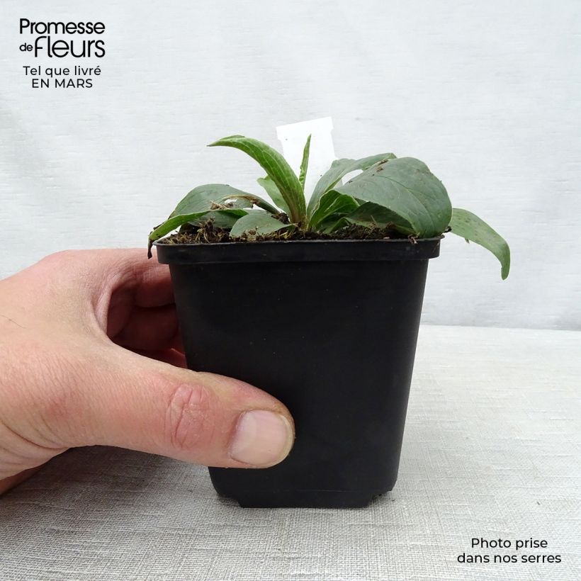 Spécimen de Digitale - Digitalis parviflora Godet de 8/9 cm tel que livré au printemps