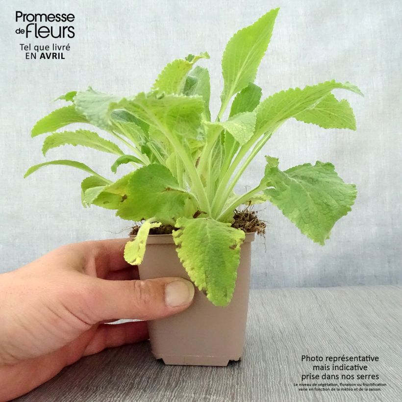 Spécimen de Digitale - Digitalis purpurea Monstrosa  Godet de 8/9 cm tel que livré au printemps