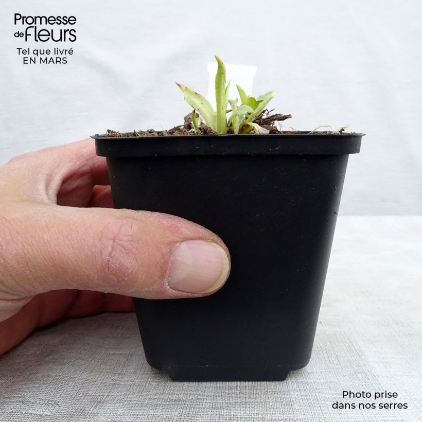 Example of Digitale à grandes fleurs - Digitalis grandiflora Godet de 8/9 cm as you get in printemps