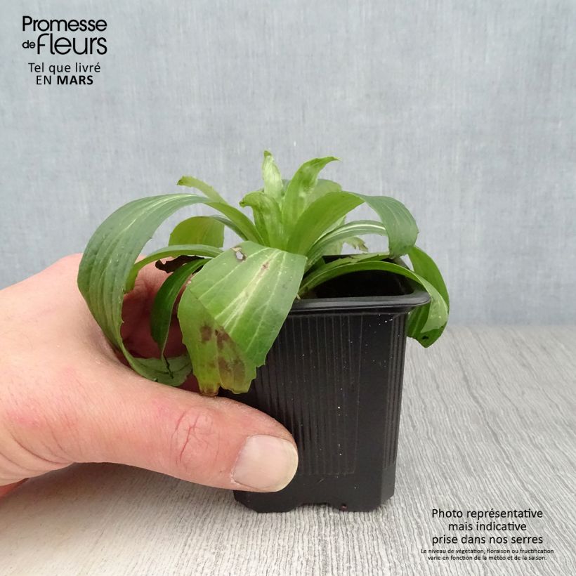 Spécimen de Digitale ferrugineuse - Digitalis ferruginea Gigantea Godet de 8/9 cm tel que livré au printemps