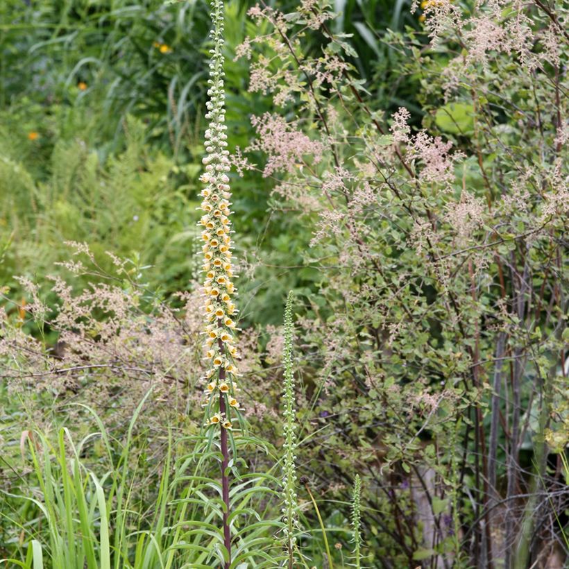 Digitale ferrugineuse - Digitalis ferruginea Gigantea (Port)
