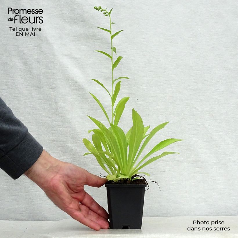 Spécimen de Digitale jaune - Digitalis lutea Godet de 8/9 cm tel que livré au printemps