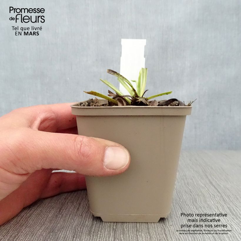 Spécimen de Digitale laevigata Alba Godet de 8/9 cm tel que livré au printemps