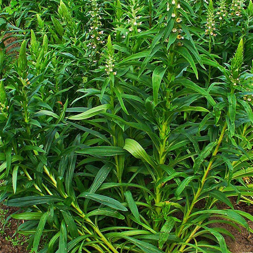 Digitale laineuse bicolore - Digitalis lanata (Feuillage)
