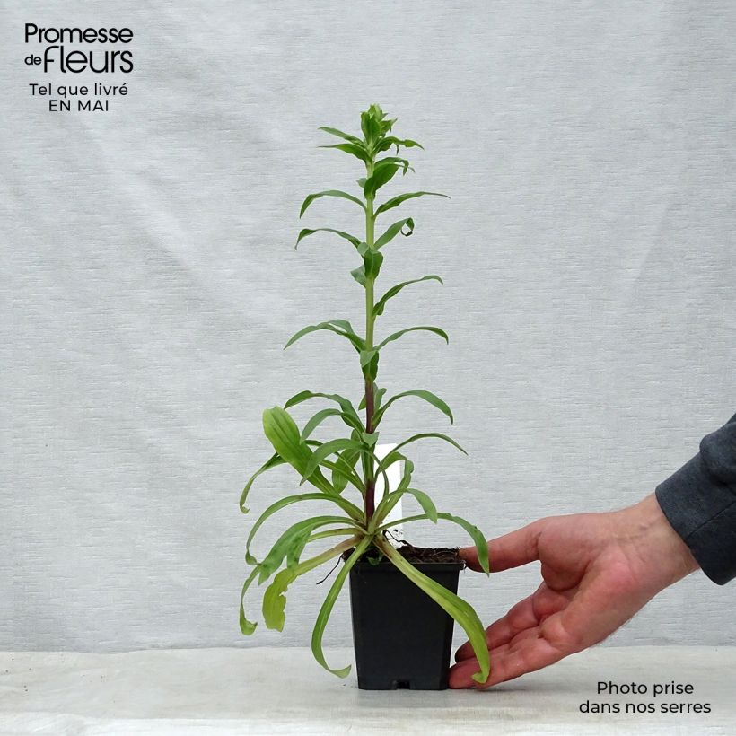 Spécimen de Digitale laineuse bicolore - Digitalis lanata Godet de 8/9 cm tel que livré au printemps