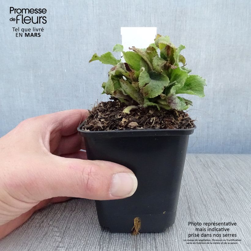 Spécimen de Digitale mertonensis Summer King Godet de 8/9 cm tel que livré au printemps