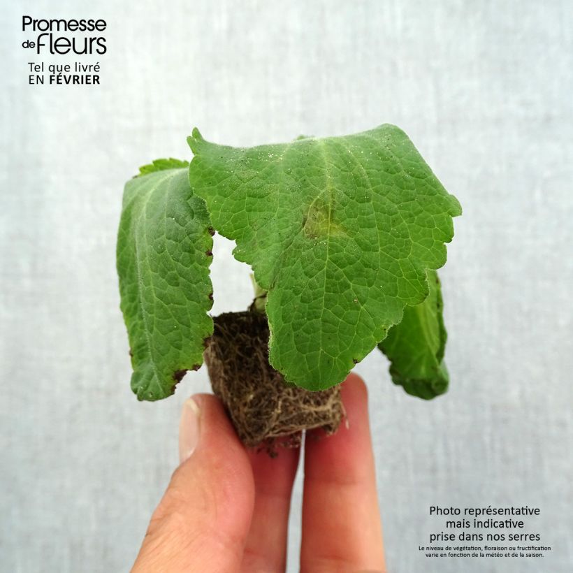 Spécimen de Digitale purpurea Camelot Rose Mini-motte Ø 1,5/2,5 cm tel que livré en automne