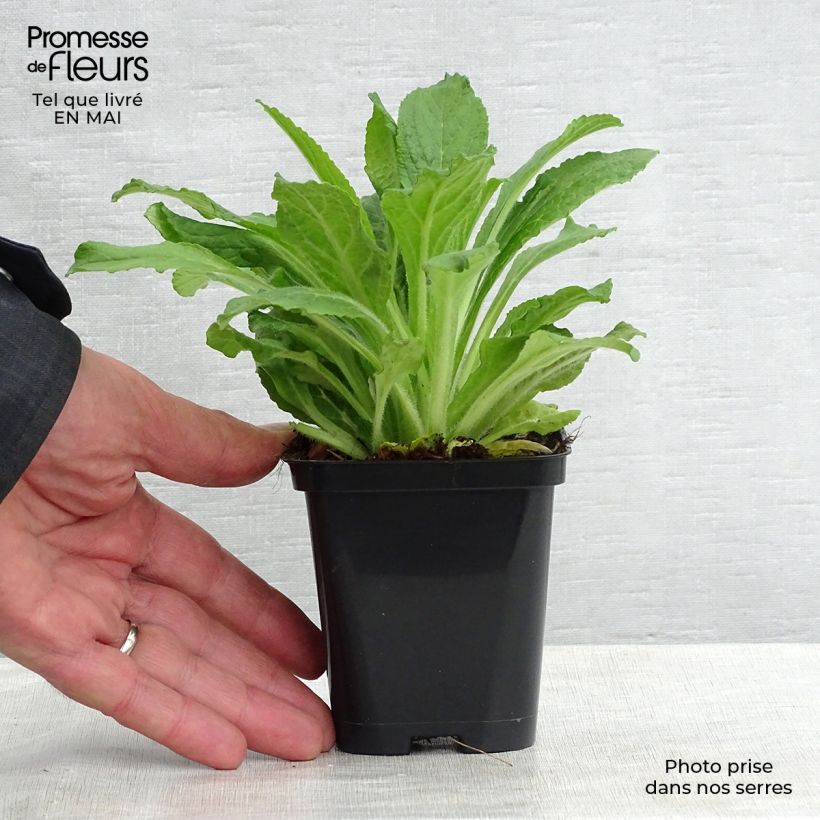 Spécimen de Digitale purpurea - Gant de notre-dame Godet de 8/9 cm tel que livré au printemps