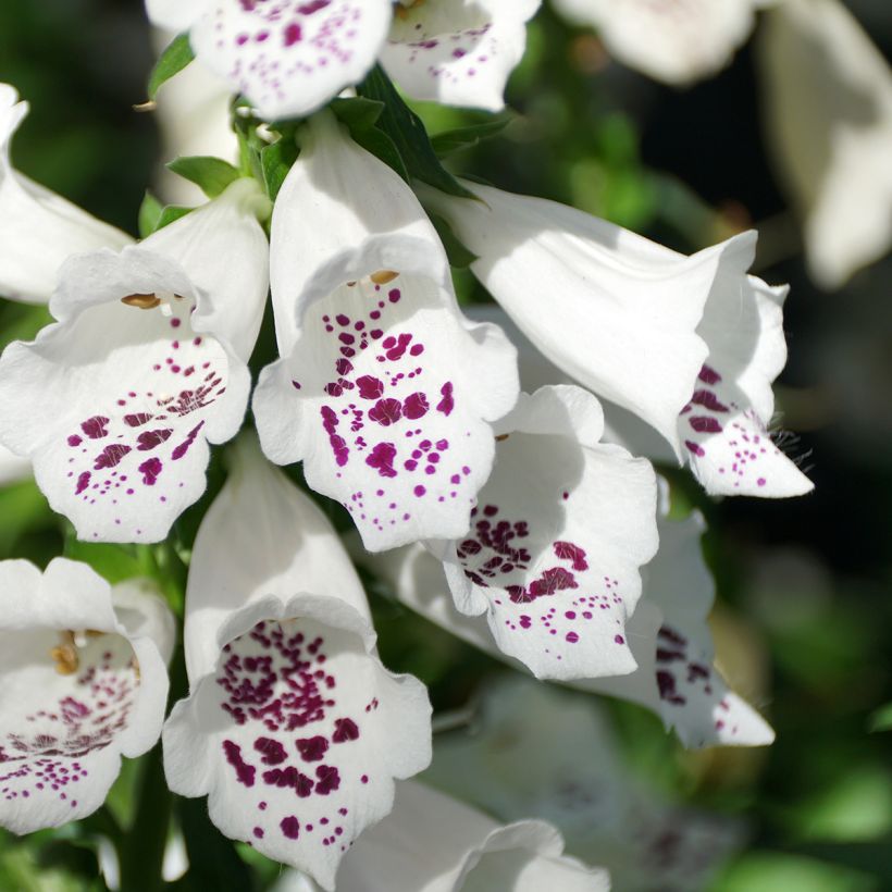 Graines de Digitale Dalmatian White F1 (Floraison)