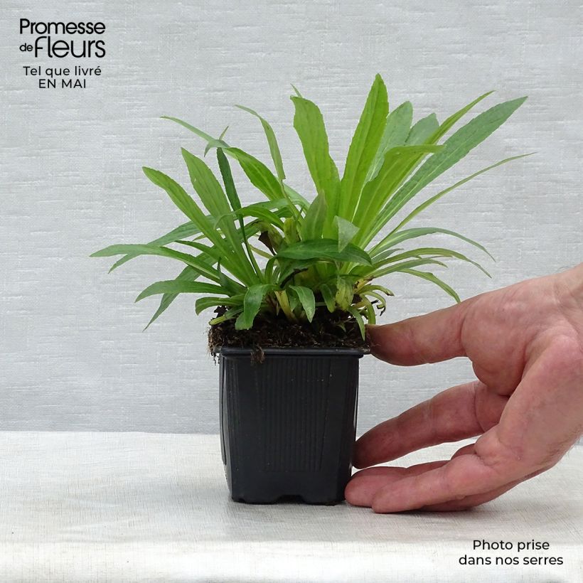 Spécimen de Digitalis Glory of Roundway - Digitale Godet de 8/9 cm tel que livré au printemps