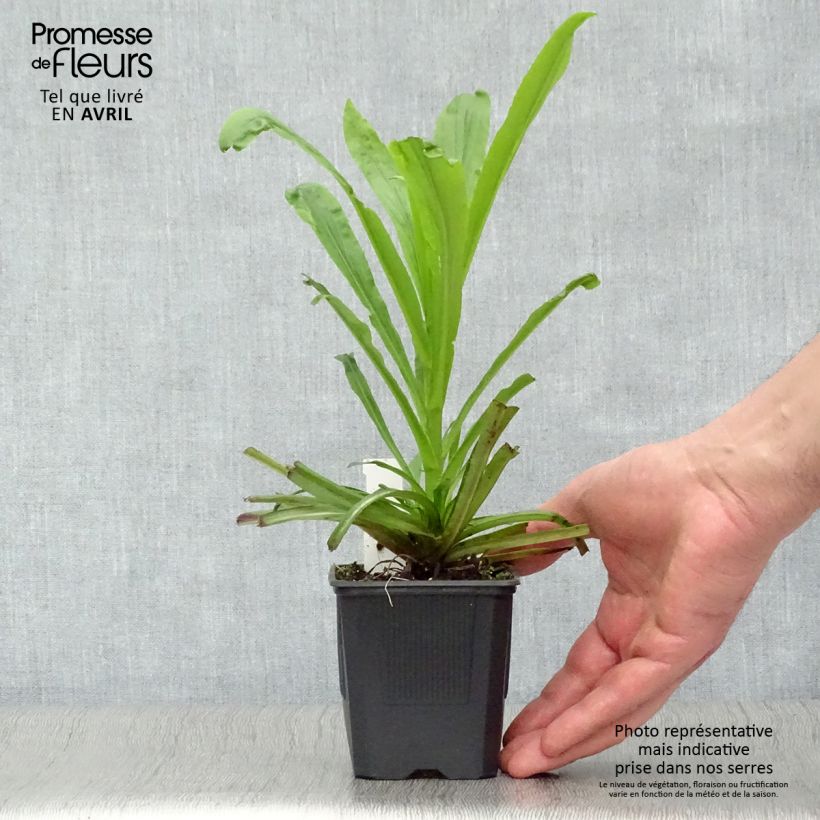 Spécimen de Digitalis Spice Island - Digitale  Godet de 8/9 cm tel que livré au printemps