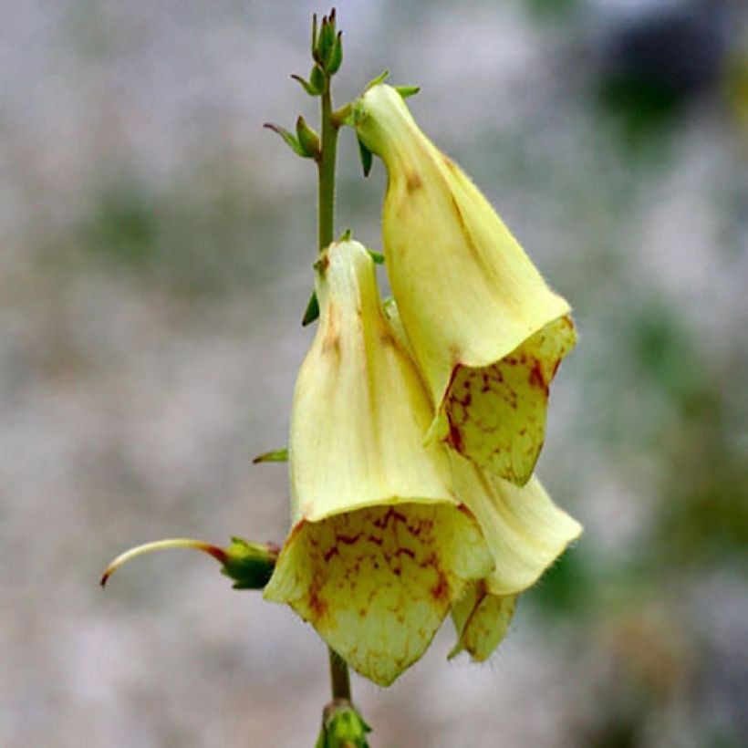 Digitale à grandes fleurs - Digitalis grandiflora (Flowering)