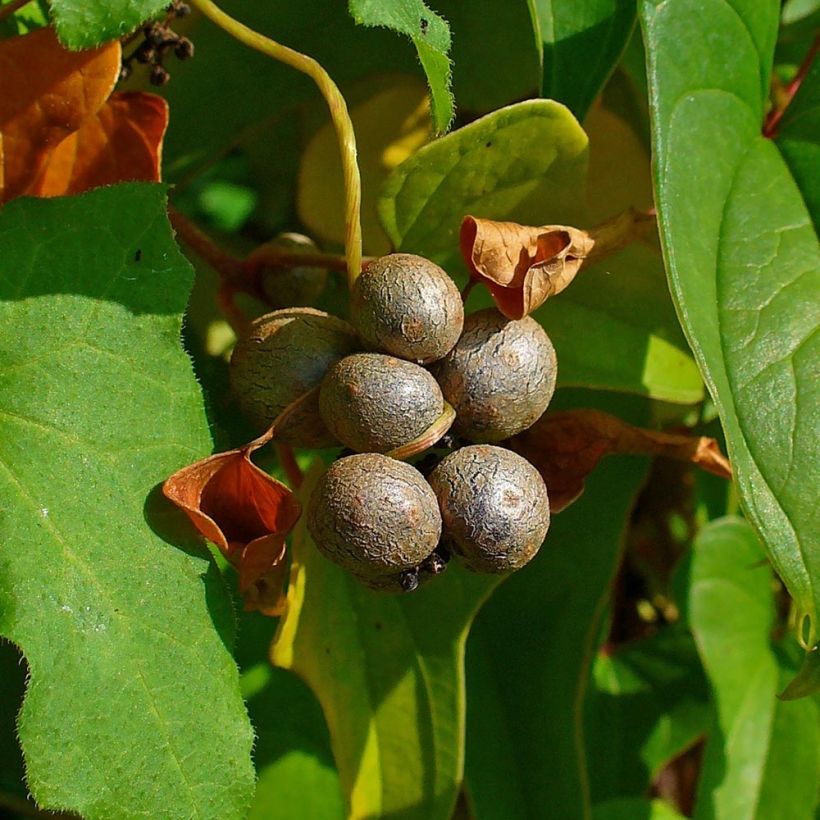 Igname de chine - Dioscorea batatas  (Harvest)