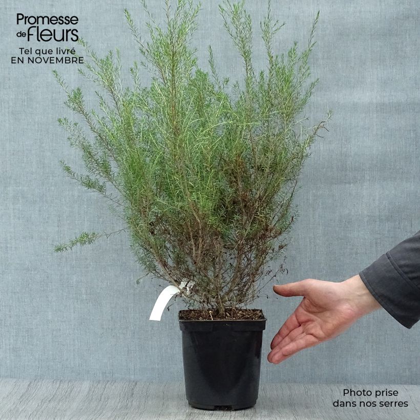 Spécimen de Diosma hirsuta Pink Fountain Pot de 2L/3L tel que livré en automne