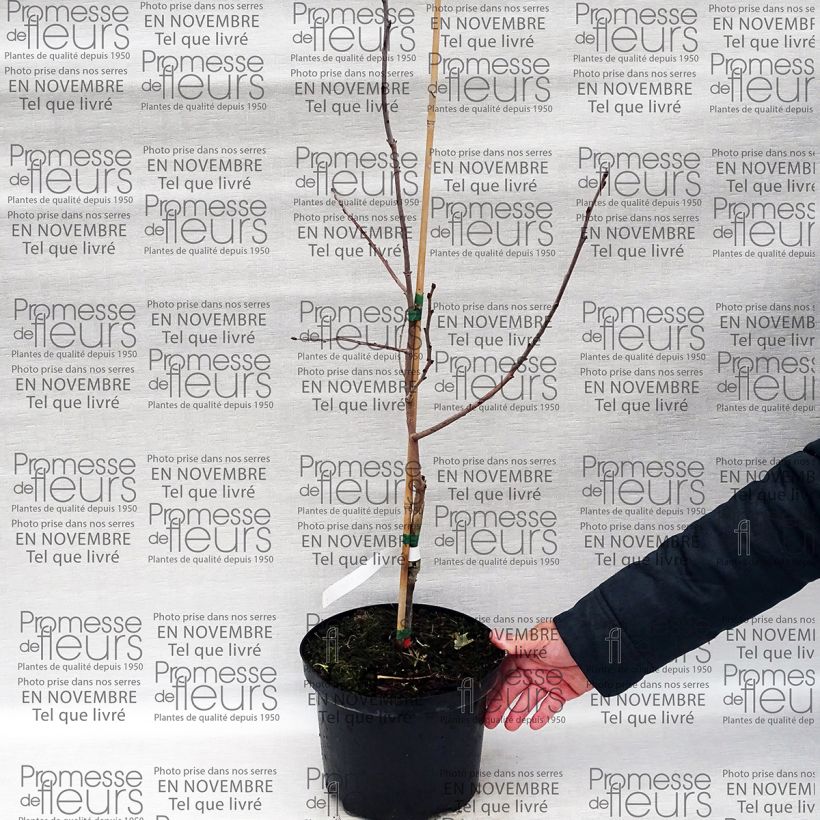 Exemple de spécimen de Diospyros virginiana SAA Pieper - Plaqueminier de Virginie Pot de 4L/5L tel que livré