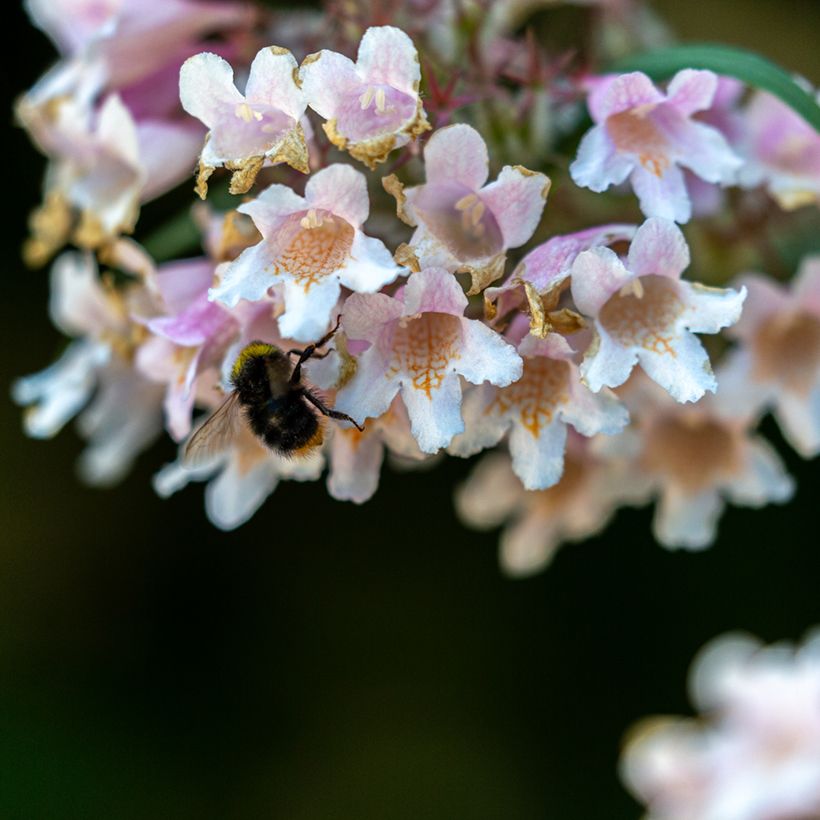 Dipelta floribunda (Floraison)